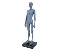 Cryfokt Human Body Musculoskeletal Model, Female Resin Anatomical Figure with Clear Patterns and Robust Base, for CG Painting Teaching and Study