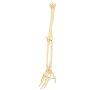 Cryfokt Professional Human Arm Bone Model Upper Bone Model for Display Teaching Doctor-Patient Explanations in and Science