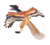 Cryfokt Simulation Dinosaur Toy Archaeopteryx for Children, PVC Educational Model for Science Projects, for Birthdays and Christmas, Size 5.1 X 4.3 X 1.2in