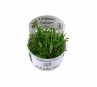 Cryptocoryne Wendtii Green Tropica 1-2-Grow In Aquarium Fish Tank Shrimp Safe