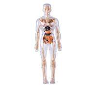 Csafyrt Human Body Model for Kids Detachable Visualized 3D Anatomy Model Enlightenment Science Toys Cultivates Explore Curiosity Hands-On Skills, Fully Transparent