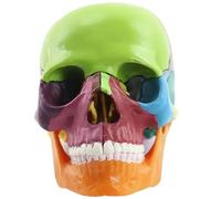 Csafyrt Skull Model Medical Detachable 15 Parts 1:2 Life-Size Anatomy Skull Model Anatomy And Physiology Study Tools for Studying Professional Teaching