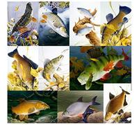 CSP British freshwater fish notecards with envelopes by Maurice Pledger