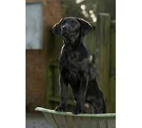CSP Countryside Greetings Black Labrador Puppy Greeting Card - A5 Size (Folded) | Featuring Puppy in Weelbarrow | Eco-Friendly & UK Printed | Photography by Charles Sainsbury-Plaice