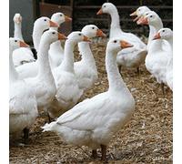 CSP Geese Greeting Card with sound,Multi colour,15cm x 15cm x 0.2cm