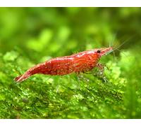 CU AQUATICS 10 x Live Shrimp Blue | Red | Yellow | Black | Cherry Tropical Fresh Water Algae Eater Live Fish