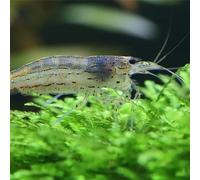 CU AQUATICS 10 x Live Shrimp Blue | Red | Yellow | Black | Cherry Tropical Fresh Water Algae Eater Live Fish