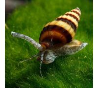CU AQUATICS Assassin Snail Algae Eater Clea Helena Aquarium Tank Live Snail Fish