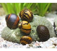 CU AQUATICS Batik Snail Algae Eater Neritina Variegata Aquarium Tank Live Snail Fish