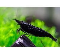 CU AQUATICS Black Rose Live Shrimp Algae Eater Tropical Fresh Water Live Cherry Shrimps Fish
