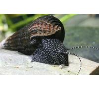 CU AQUATICS Black Spotted Rabbit Snail Aquarium Live Snail Fish Algae Eater