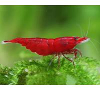 CU AQUATICS Bloody Mary Live Shrimp Algae Eater Tropical Fresh Water Live Cherry Shrimps Fish (5)