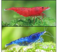 CU AQUATICS Bloody Mary vs Blue Diamond Live Shrimp Combo 50/50 Algae Eater Tropical Fresh Water Live Fish