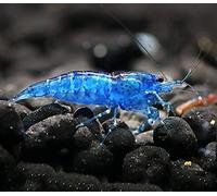 CU AQUATICS Blue Diamond Velvet Live Shrimp Algae Eater Tropical Fresh Water Live Cherry Shrimps Fish (5)