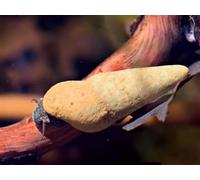 CU AQUATICS Chocolate Poso Rabbit Snail Aquarium Live Snail Fish Algae Eater