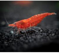 CU AQUATICS Fire Red Live Shrimp Algae Eater Tropical Fresh Water Live Cherry Shrimps Fish