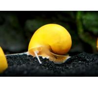 CU AQUATICS Gold Mystery Snail Algae Eater Apple Snail Aquarium Tank Live Snail Fish