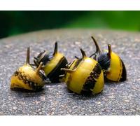 CU AQUATICS Horn Snail Zebra Algae Eater Neritina Variegata Aquarium Tank Live Snail Fish (10)