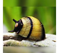CU AQUATICS Horn Snail Zebra Algae Eater Neritina Variegata Aquarium Tank Live Snail Fish