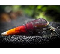 CU AQUATICS Lava Snail Cappuccino Spike Algae Eater Aquarium Tank Live Snail Fish