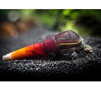 CU AQUATICS Lava Snail Cappuccino Spike Algae Eater Aquarium Tank Live Snail Fish (3)