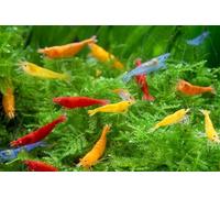 CU AQUATICS Live Shrimp Mix - Red, Blue, Black, Cherry, Yellow | Freshwater Algae Eaters for Aquariums (30)