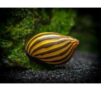 CU AQUATICS Nerite Zebra Snail Algae Eater Aquarium Tank Live Snail Fish (3)