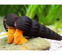 CU AQUATICS Orange Poso Rabbit Snail Aquarium Live Snail Fish Algae Eater