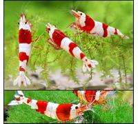 CU AQUATICS Red Bee Crystal Live Shrimp Caridina Algae Eater Tropical Fresh Water Live Cherry Shrimps Fish (5)