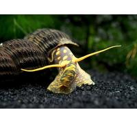 CU AQUATICS Spotted Rabbit Snail Aquarium Live Snail Fish Algae Eater