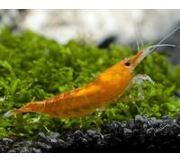 CU AQUATICS Tangerine Live Shrimp Algae Eater Tropical Fresh Water Live Cherry Shrimps Fish (10)