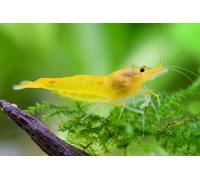 CU AQUATICS Yellow Fire Live Shrimp Algae Eater Tropical Fresh Water Live Cherry Shrimps Fish