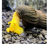 CU AQUATICS Yellow Rabbit Snail Aquarium Live Snail Fish Algae Eater (1)