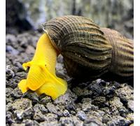 CU AQUATICS Yellow Rabbit Snail Aquarium Live Snail Fish Algae Eater (4)