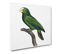 Cuban Amazon Parrot by F. Levaillant Canvas Print | Gallery Wrapped 30mm Frame Wall Art | 14x14 inches | Ready to Hang | Modern Animals Picture | Living Room Bedroom Lounge Office