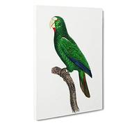Cuban Amazon Parrot by F. Levaillant Canvas Print | Gallery Wrapped 30mm Frame Wall Art | 30x20 inches | Ready to Hang | Modern Animals Picture | Living Room Bedroom Lounge Office