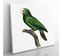 Cuban Amazon Parrot by F. Levaillant Vintage Canvas Wall Art Print Ready to Hang, Framed Picture for Living Room Bedroom Home Office Décor, 50x50 cm (20x20 Inch)