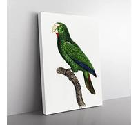 Cuban Amazon Parrot By F. Levaillant Vintage Canvas Wall Art Print Ready to Hang, Framed Picture for Living Room Bedroom Home Office Décor, 50x35 cm (20x14 Inch)