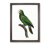 Cuban Amazon Parrot By F. Levaillant Vintage Framed Print | A3 Walnut Framed Wall Art | Ready to Hang | Classic Animal Picture | Living Room Bedroom Lounge Office