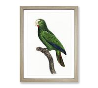 Cuban Amazon Parrot By F. Levaillant Vintage Framed Wall Art Print, Ready to Hang Picture for Living Room Bedroom Home Office Décor, Oak A2 (64 x 46 cm)