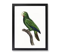 Cuban Amazon Parrot By F. Levaillant Vintage Framed Wall Art Print, Ready to Hang Picture for Living Room Bedroom Home Office Décor, Black A3 (34 x 46 cm)