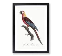 Cuban Macaw Parrot by F. Levaillant Framed Print | A2 Black Framed Wall Art | Ready to Hang | Modern Animal Picture | Living Room Bedroom Lounge Office