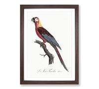 Cuban Macaw Parrot by F. Levaillant Framed Print | A2 Walnut Framed Wall Art | Ready to Hang | Modern Animal Picture | Living Room Bedroom Lounge Office