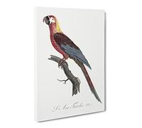 Cuban Macaw Parrot By F. Levaillant Vintage Canvas Wall Art Print Ready to Hang, Framed Picture for Living Room Bedroom Home Office Décor, 20x14 Inch (50x35 cm)