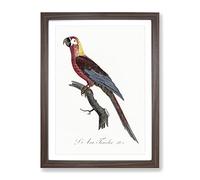 Cuban Macaw Parrot By F. Levaillant Vintage Framed Print | A4 Walnut Framed Wall Art | Ready to Hang | Classic Animal Picture | Living Room Bedroom Lounge Office