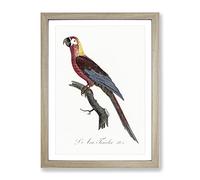 Cuban Macaw Parrot By F. Levaillant Vintage Framed Wall Art Print, Ready to Hang Picture for Living Room Bedroom Home Office Décor, Oak A4 (34 x 25 cm)