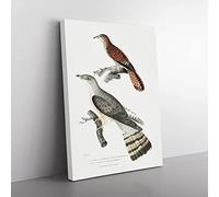 Cuckoo Bird Illustrations By John Edward Gray Vintage Canvas Wall Art Print Ready to Hang, Framed Picture for Living Room Bedroom Home Office Décor, 50x35 cm (20x14 Inch)