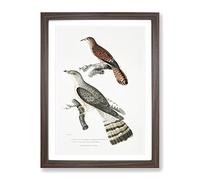 Cuckoo Bird Illustrations By John Edward Gray Vintage Framed Wall Art Print, Ready to Hang Picture for Living Room Bedroom Home Office Décor, Walnut A4 (34 x 25 cm)