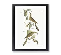 Cuckoo Birds By J.E. De Kay Vintage Framed Print | A2 Black Framed Wall Art | Ready to Hang | Classic Nature Picture | Living Room Bedroom Lounge Office