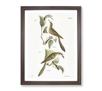 Cuckoo Birds By J.E. De Kay Vintage Framed Print | A2 Walnut Framed Wall Art | Ready to Hang | Classic Nature Picture | Living Room Bedroom Lounge Office